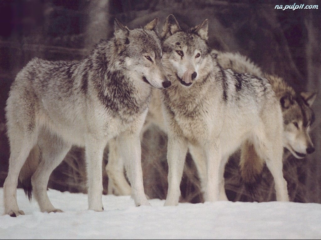 Website for gay grey wolf Against gay marriage arguments